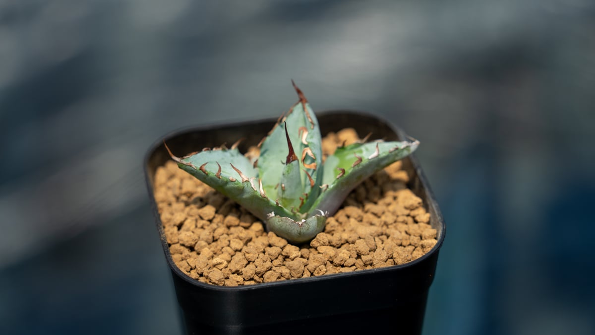 アガベ ホワイトアイス カキコ株 | mana's farm:塊根植物・アガベ