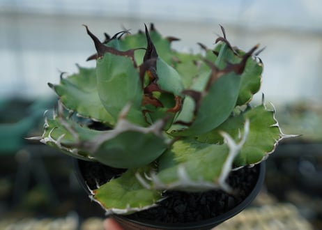 アガベ　チタノタ　黒鯨　Agave titanota black whales　No.2
