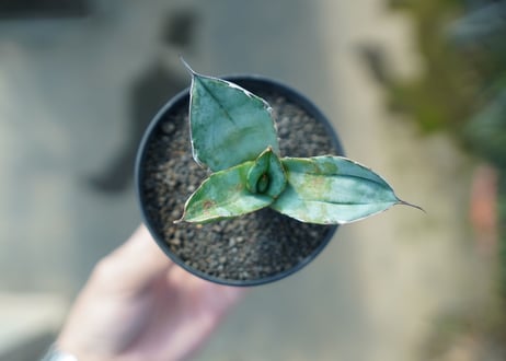 アガベ　チタノタ　ホワイトアイス 　agave titanota whiteice