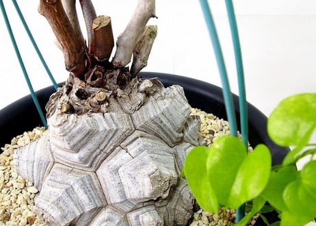 亀甲竜 ディオスコレア エレファンティペス  dioscorea elephantipes　№6
