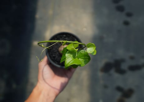 亀甲竜　Dioscorea elephantipes No.2