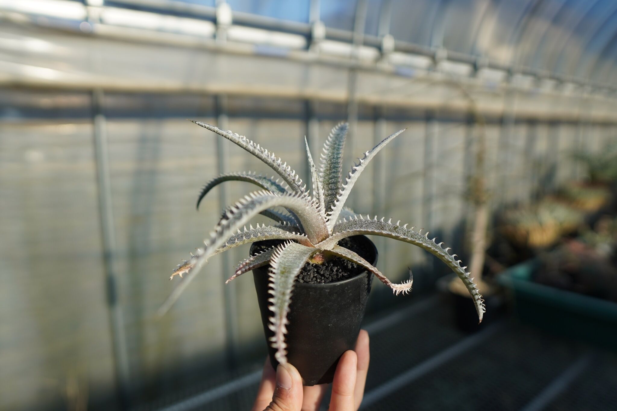 群生 子株付 DBディッキア Dyckia ML hybrid #228 ⑶ ディッキア ハイブリッド HH×(ML×BS) Dyckia hyb. HH×(ML×BS)