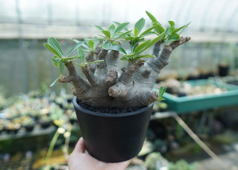 パキポディウム マカイエンセ Pachypodium makayense No.1 | man