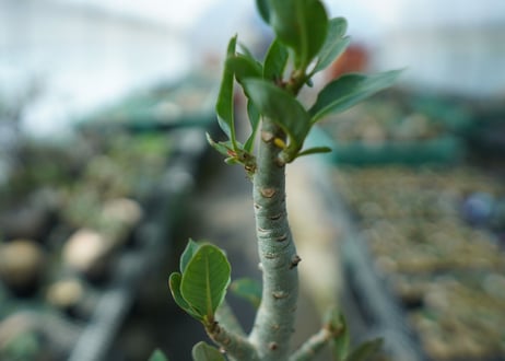 アデニウム　Adenium　No.10