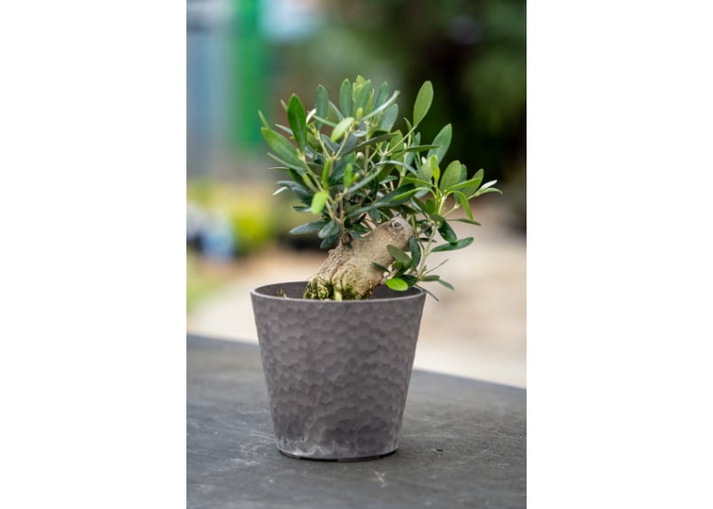 盆栽 オリーブ 根上がり】 ルッカ | mana's farm:塊根植物・アガベ