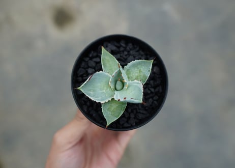 アガベ　兜蟹錦　Agave isthmensis “Kabutogani” variegata