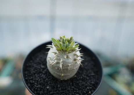 パキポディウム　恵比寿大黒　Pachypodium Densicaule　No.5