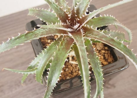 ディッキア Dyckia (reitzii rubra X Arizona) X goehringii type clone