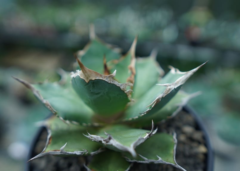 アガベ チタノタ FO-76 agave titanota FO-76 No.3 | man