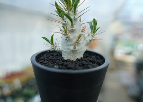 パキポディウム　サンデルシー　Pachypodeium saundersii  No.7