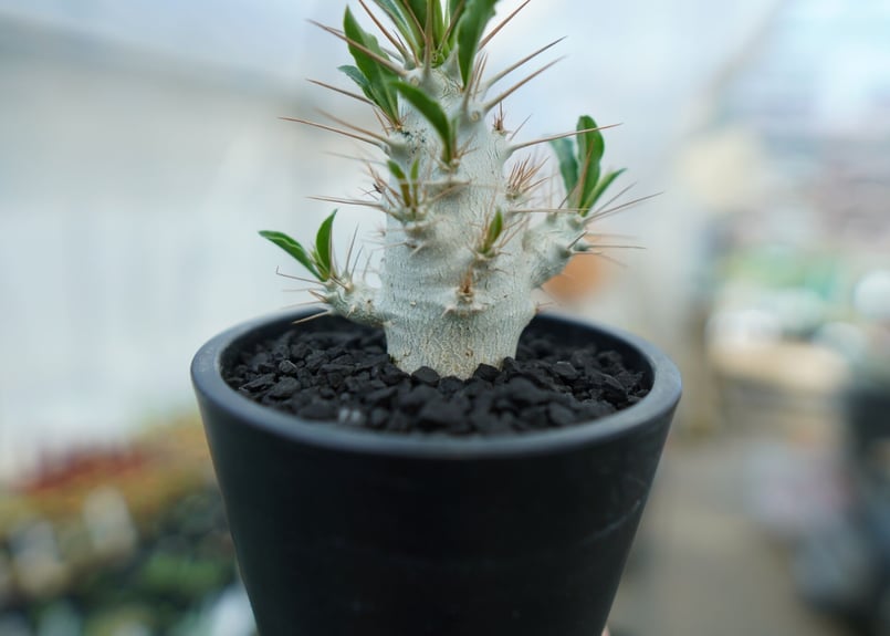 パキポディウム サンデルシー Pachypodeium saundersii No.7 | パキポディウム サンデルシー Pachypodeium saundersii No.7 |