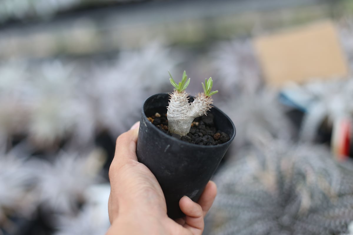 パキポディウム イノピナツム 国内実生 | mana's farm:塊根植物