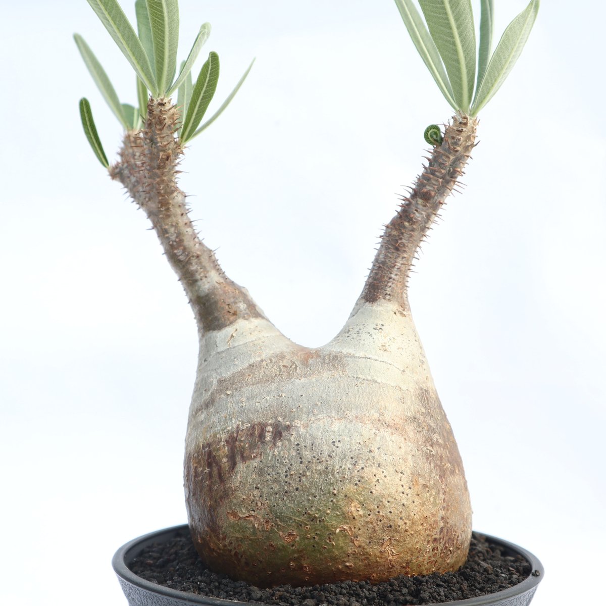 パキポディウム グラキリス no.21 | mana's farm:塊根植物・アガベ