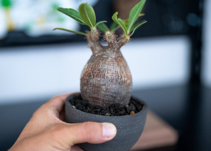 パキポディウム グラキリス 沖縄管理株 | mana's farm:塊根植物