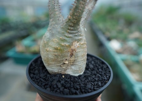 パキポディウム　グラキリス　 Pachypodium Gracilius  No.5