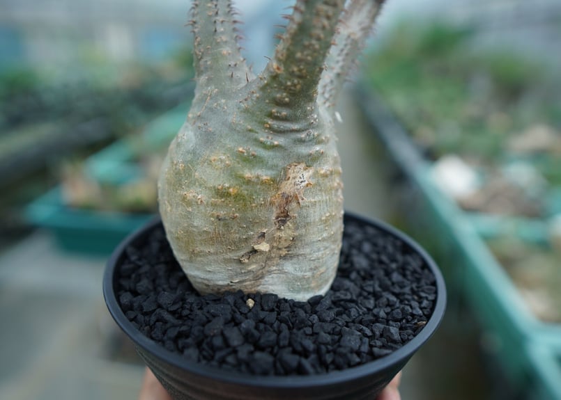 パキポディウム グラキリス Pachypodium Gracilius No.5 | ma パキポディウム グラキリス Pachypodium Gracilius No.5 | ma