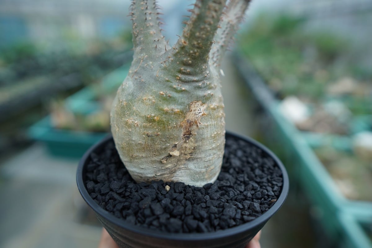 パキポディウム グラキリス Pachypodium Gracilius No.5 | ma パキポディウム グラキリス Pachypodium Gracilius No.5 | ma