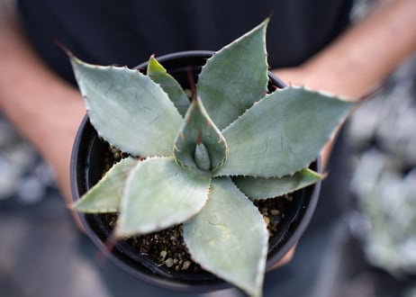 Agave parryi