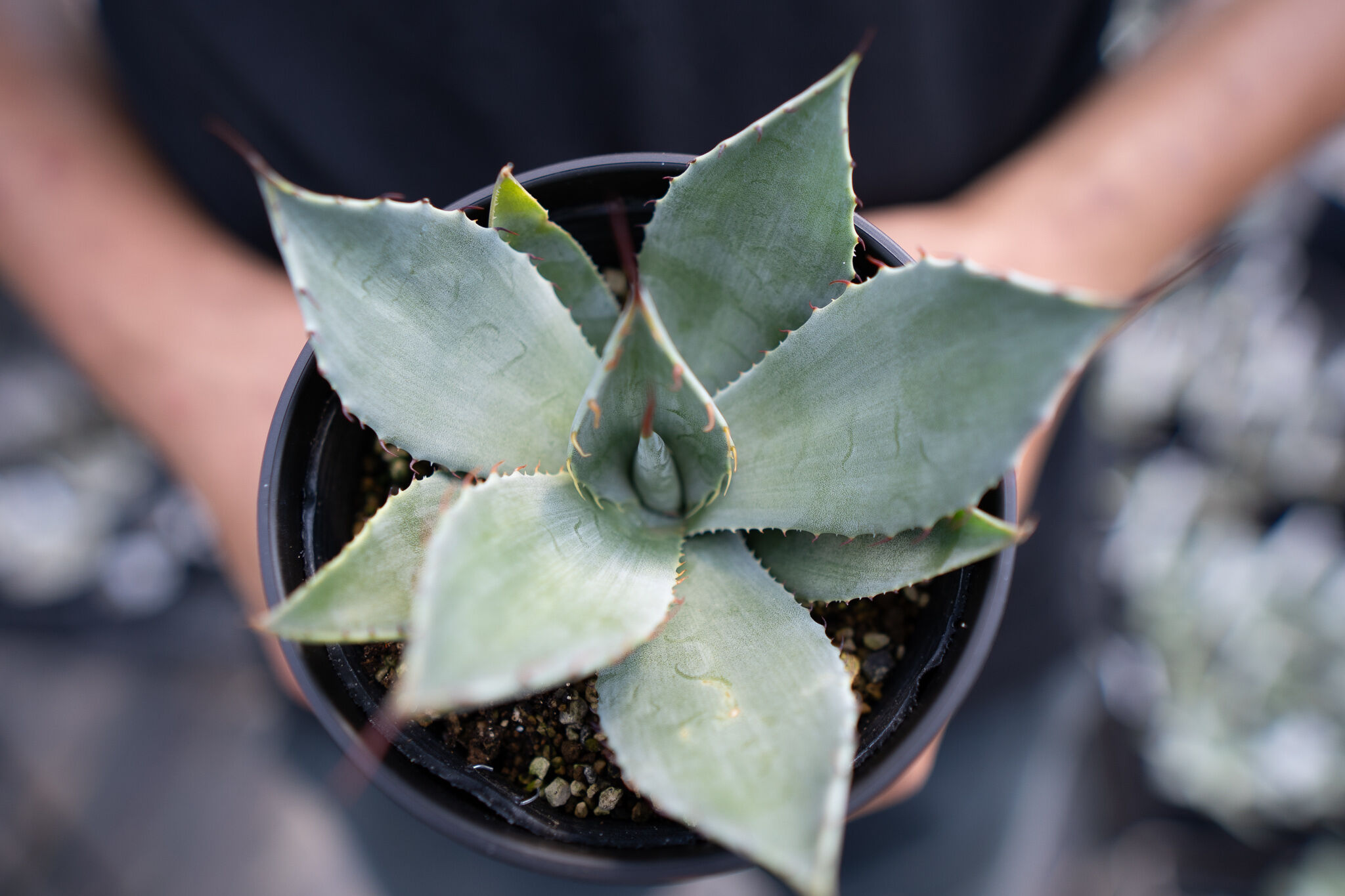 Agave parryi | mana's farm:塊根植物・アガベ・ドライガーデン植物販売