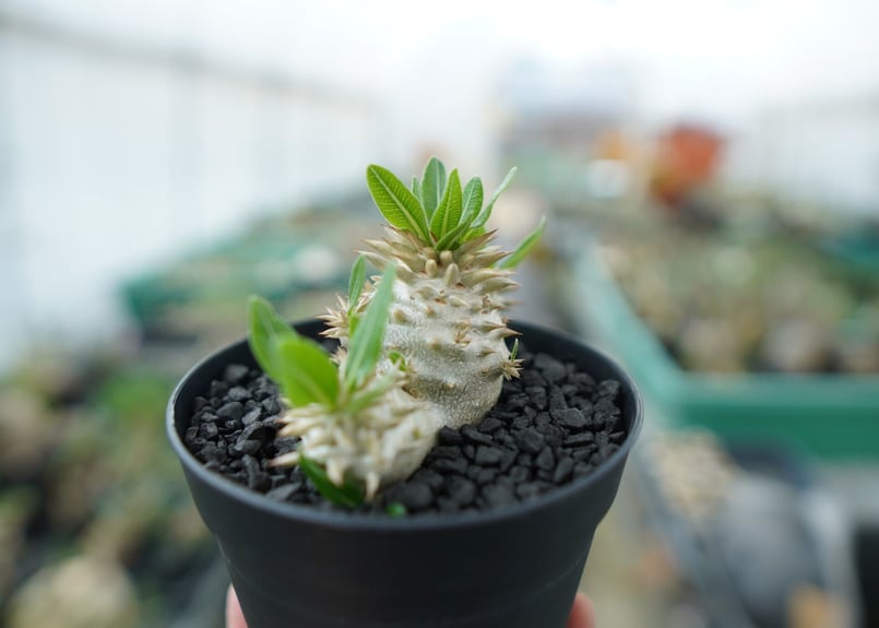 パキポディウム 恵比寿大黒 Pachypodium Densicaule No.3 | man