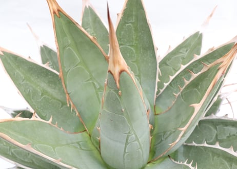 Agave purpusorum
