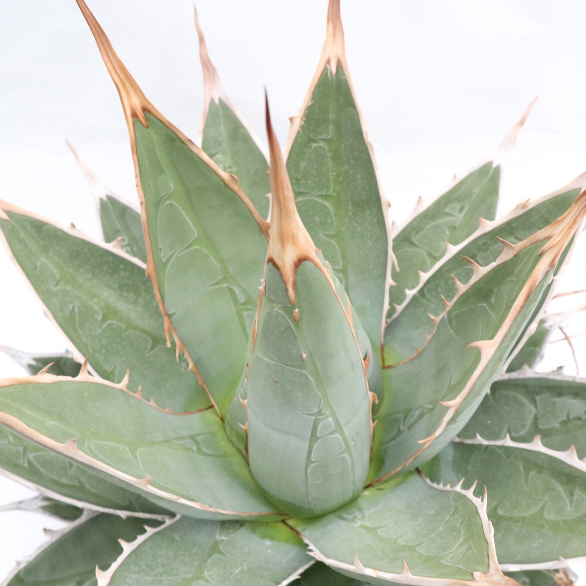 Agave purpusorum | mana's farm:塊根植物・アガベ・ドライガーデン