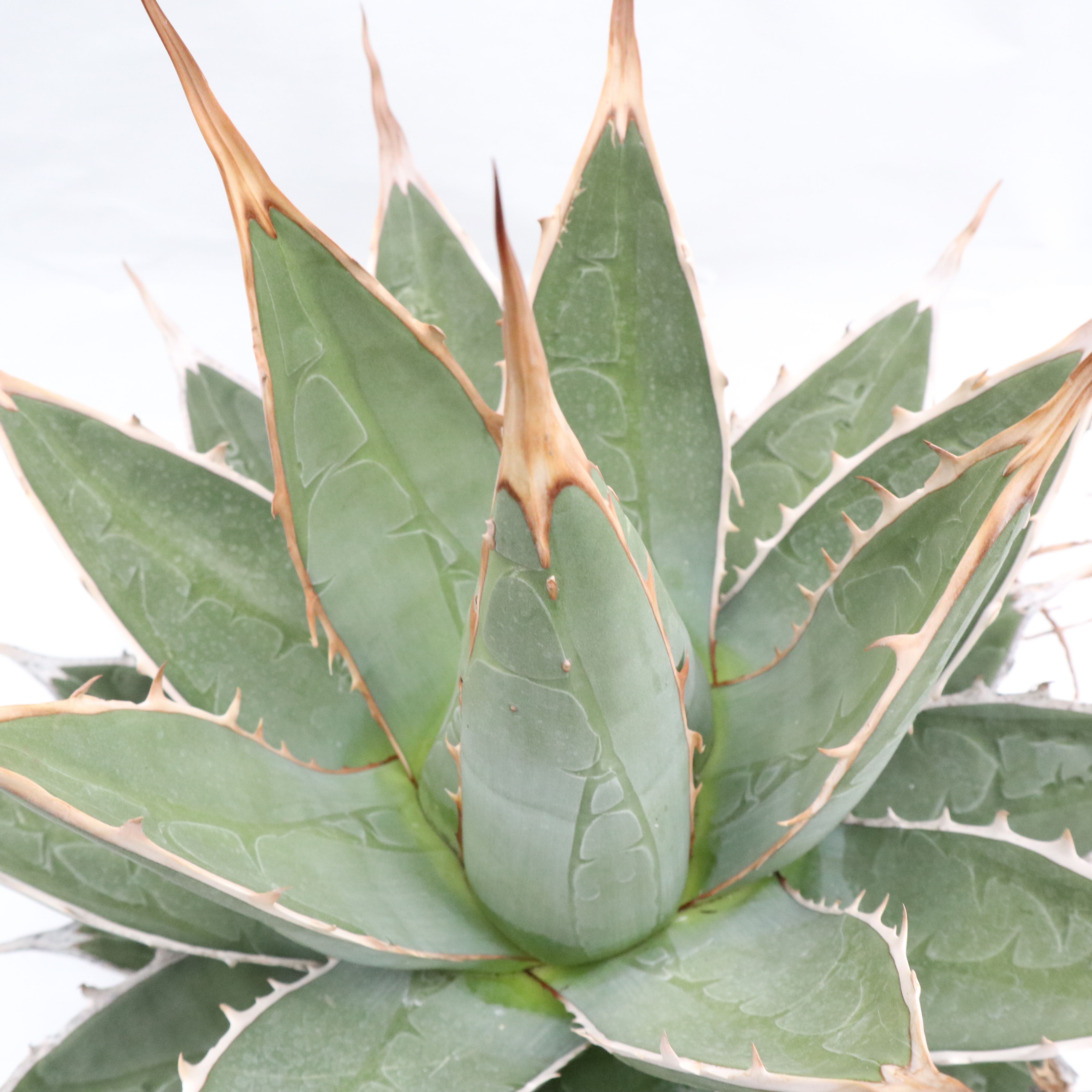 Agave purpusorum | mana's farm:塊根植物・アガベ・ドライガーデン