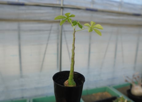 アデニア　グラウカ　Adenia glauca