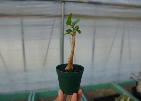 フィカス パルメリー Ficus palmeri  No.1