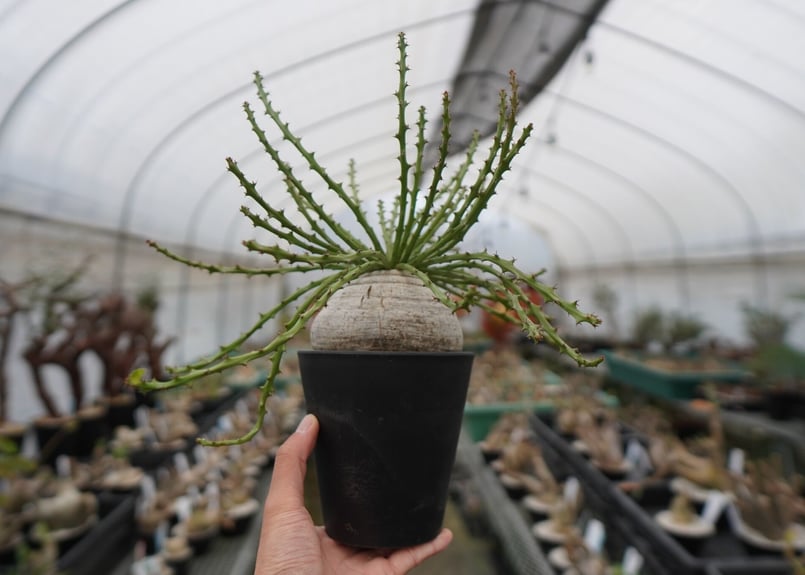 b*.様 希少ユーフォルビア・デシドゥア 個性的な幹立ち多肉植物 楽天