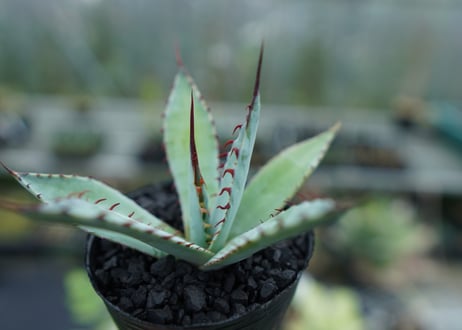 アガベ　屈原の舞扇 Agave 'Kutsugen no Maiougi'   No.1