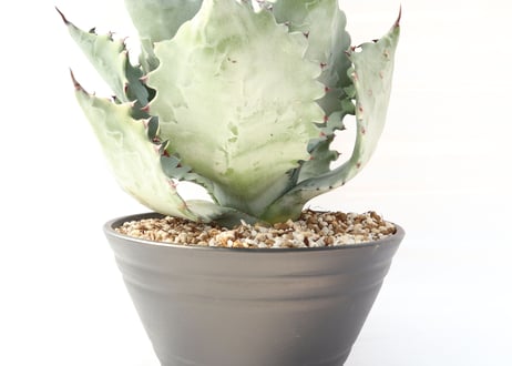 Agave colorata