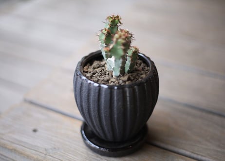 ユーフォルビア　SP　Euphorbia sp