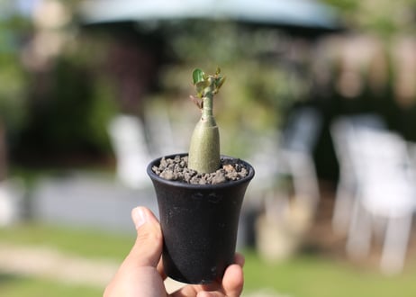 アデニウム