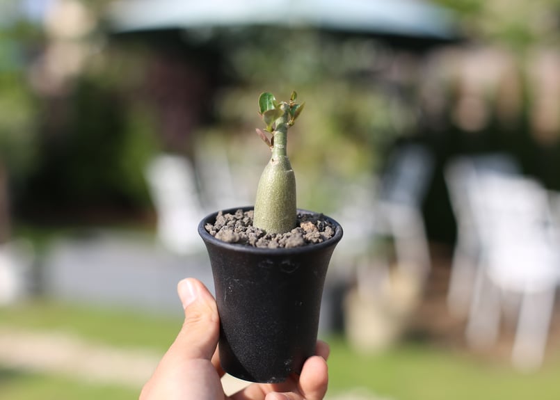 アデニウム | mana's green:塊根植物販売|マナズグリーン アデニウム | mana's green:塊根植物販売|マナズグリーン