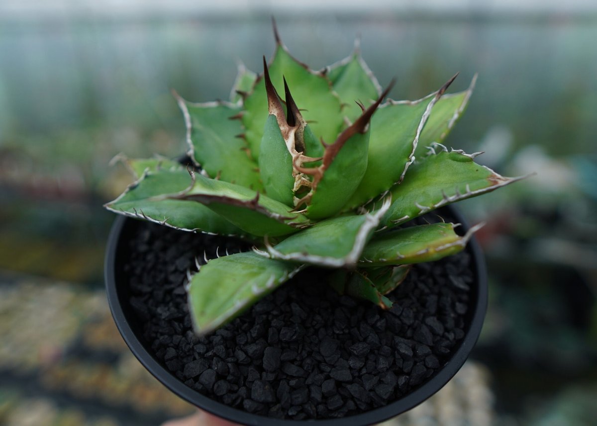 アガベ チタノタ Agave titanota No.1 | mana's farm:塊根植物