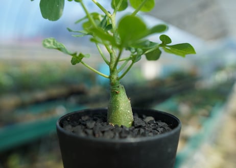 アデニア　グラウカ　Adenia Glauca　No.2