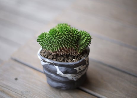 ユーフォルビア　スザンナエ　Euphorbia susannae