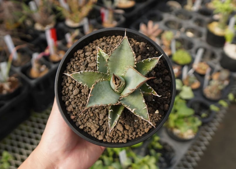 agave oteroi oaxaca NO.1 | mana's farm:塊根植物・アガベ