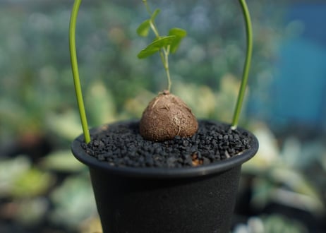 亀甲竜　Dioscorea elephantipes No.10