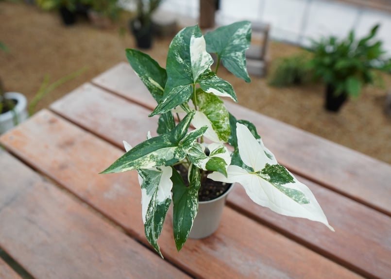 シンゴニウム フレンチマーブル | mana's farm:塊根植物・アガベ