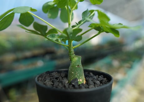 アデニア　グラウカ　Adenia Glauca　No.2