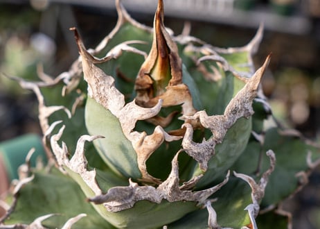 Agave titanota caesar 凱薩