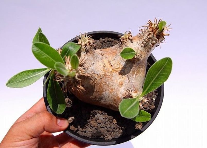 パキポディウム エブレネウム Pachypodium eburneum ① Pachypodium eburneum パキポディウム エブレネウム | mana's fa