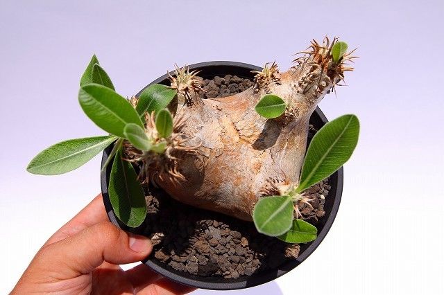 Pachypodium eburneum パキポディウム エブレネウム | mana's fa