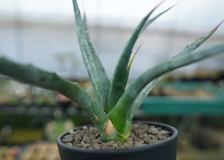 アガベ　ユタエンシス　Agave uthaensis