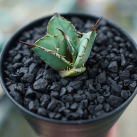 For Sale祭】アガベ小苗の選び方 | mana's farm:塊根植物・アガベ