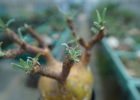 パキポディウム　グラキリス　 Pachypodium Gracilius  No.1