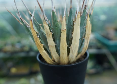 アガベ　ユタエンシス　Agave uthaensis　No.9
