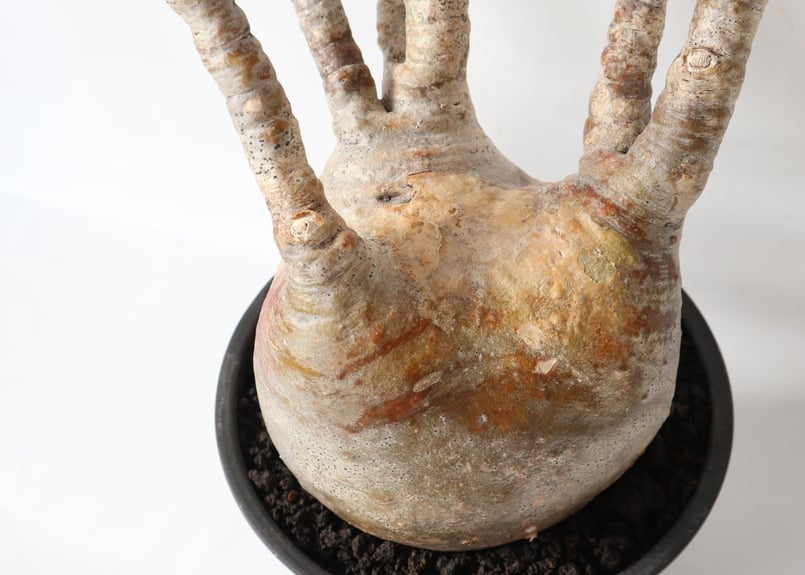 グラキリス　発根済み 本日までの特別価格！！】発根済みグラキリス